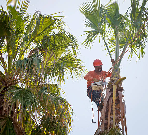 The Steps Involved in Our Tree Care Process in Marsing, ID